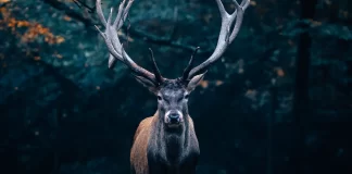 Roast What You Kill: Becoming a Man Who Follows Through