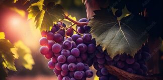 THE BLESSINGS OF OBEDIENCE Source: stock.adobe.com