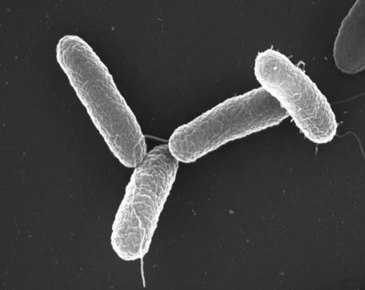 Hope for Ghanaians with life-threatening Non-Typhoidal diseases as KNUST scientists begin clinical trial of vaccine