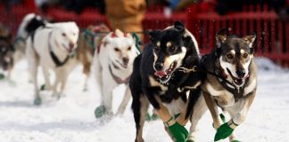 The longest sled dog race in the eastern US has been called off due to insufficient snowfall.