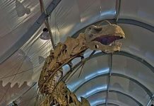 The Existence and Extinction of the Dinosaurs