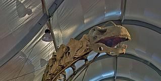 The Existence and Extinction of the Dinosaurs